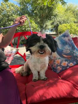 Lace -  Shih Tzu Dog for Adoption in Temecula, California - Lace | PetCurious