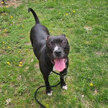 American Staffordshire Terrier Dogs Available for Adoption in Grand Rapids, Michigan - Maize | PetCurious