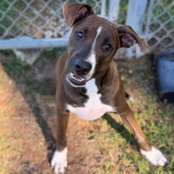 Growler -  Mixed Breed Dog for Adoption - Growler | PetCurious