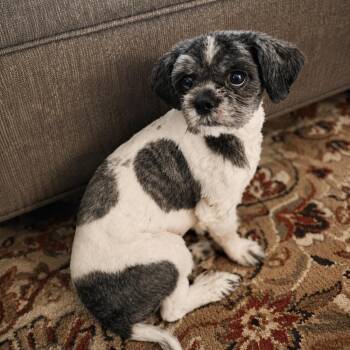 Weston -  Shih Tzu Dog for Adoption - Weston | PetCurious
