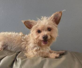 Cairn Terrier and Miniature Poodle Dogs Available for Adoption - Pip | PetCurious