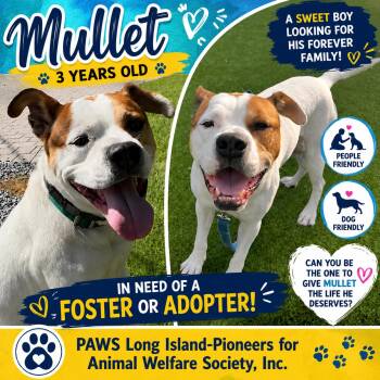 MULLET -  American Staffordshire Terrier Dog for Adoption in Huntington, New York - MULLET | PetCurious