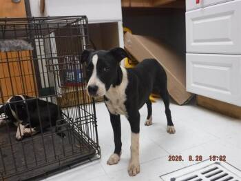 FIONA -  Border Collie and Mixed Breed Dog for Adoption in Oroville, California - FIONA | PetCurious