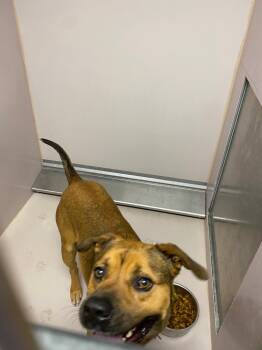 Rescue Black Mouth Cur and Mixed Breed Dogs for Adoption in Sherwood, Arkansas - Jabba | PetCurious