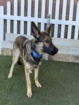 German Shepherd Dog Dogs Available for Adoption in Modesto, California - DODGER | PetCurious