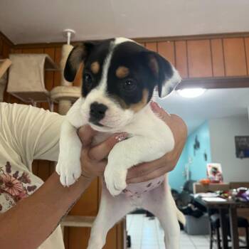 English Bulldog and Mixed Breed Dogs Available for Adoption in Merritt Island, Florida - Buzz | PetCurious