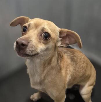 BILLIE -  Chihuahua Dog for Adoption in San Antonio, Texas - BILLIE | PetCurious