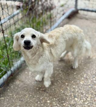 Miniature Dachshund and Miniature Poodle Dogs Available for Adoption in Lucedale, Mississippi -  Princess | PetCurious