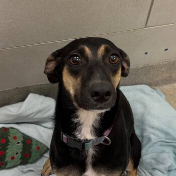 Trixie -  Terrier and Mixed Breed Dog for Adoption in Nashville, Tennessee - Trixie | PetCurious
