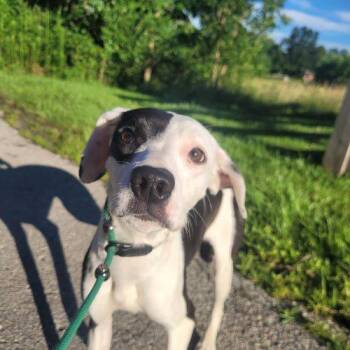 Wren 5809 D -  Mixed Breed Dog for Adoption in Frankfort, Kentucky - Wren 5809 D | PetCurious