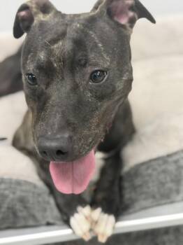 Dalila -  Pit Bull Terrier Dog for Adoption in Bryan, Ohio - Dalila | PetCurious