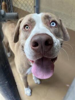 GEO -  Pit Bull Terrier and Siberian Husky Dog for Adoption in Chula Vista, California - GEO | PetCurious