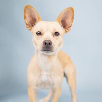 Nala -  Mixed Breed Dog for Adoption in Portland, Oregon - Nala | PetCurious