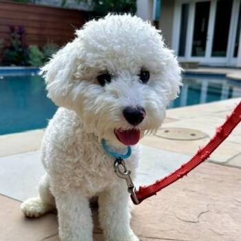Ziggy -  Bichon Frise and Poodle Dog for Adoption in Houston, Texas - Ziggy | PetCurious