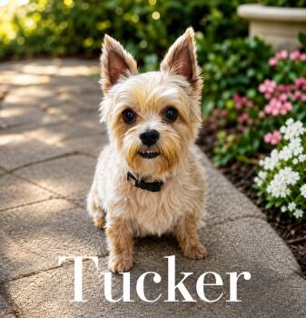 Tucker -  Yorkshire Terrier Dog for Adoption - Tucker | PetCurious