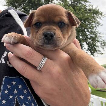 Honeybee -  Chihuahua and Beagle Dog for Adoption in Normal, Illinois - Honeybee | PetCurious