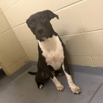10/12/2026-Stray-31stStreet-4-BQ -  Mixed Breed Dog for Adoption in Columbus, Georgia - 10/12/2026-Stray-31stStreet-4-BQ | PetCurious
