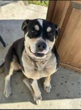 Jane -  American Bully Dog for Adoption in Carlsbad, California - Jane | PetCurious