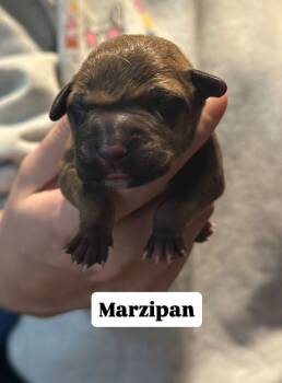 Rescue Mixed Breed Dogs for Adoption in New York, New York - Marzipan | PetCurious