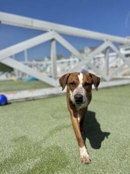 Australian Cattle Dog Blue Heeler and Mixed Breed Dogs Available for Adoption in Fort Worth, Texas - Tadpole | PetCurious