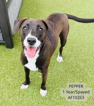 Pepper -  Labrador Retriever and Mixed Breed Dog for Adoption - Pepper | PetCurious
