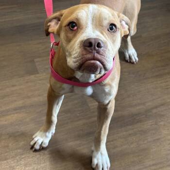 Mona -  Boxer and Mixed Breed Dog for Adoption in League City, Texas - Mona | PetCurious