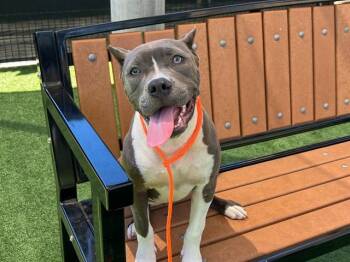 LOLA -  Pit Bull Terrier Dog for Adoption in Tustin, California - LOLA | PetCurious