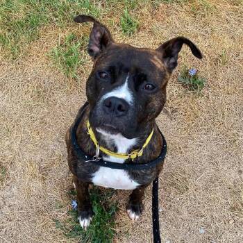 Cherish -  Pit Bull Terrier and Boxer Dog for Adoption in Detroit, Michigan - Cherish | PetCurious