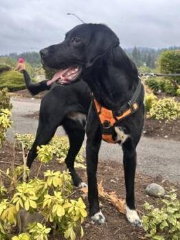 Charlie -  German Shorthaired Pointer and Golden Retriever Dog for Adoption in Bellevue, Washington - Charlie | PetCurious