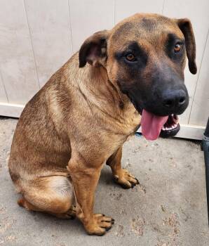 Antonella 2 -  Mastiff and Australian Cattle Dog Blue Heeler Dog for Adoption in Fort Lupton, Colorado - Antonella 2 | PetCurious