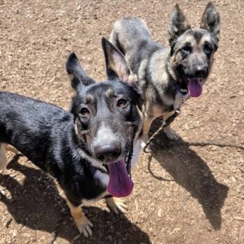 Axel -  German Shepherd Dog and Husky Dog for Adoption in Oakland, California - Axel | PetCurious