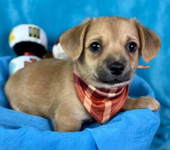 Rescue Chihuahua Dogs for Adoption in Hondo, Texas - Fang - Best Overbite In Texas Right Here! | PetCurious