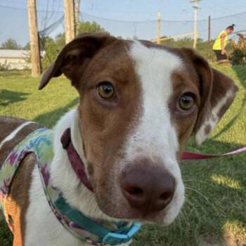 Honeybun -  Mixed Breed Dog for Adoption - Honeybun | PetCurious
