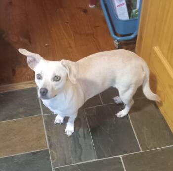 Rescue Dachshund and Chihuahua Dogs for Adoption in Tracy City, Tennessee - Amy | PetCurious