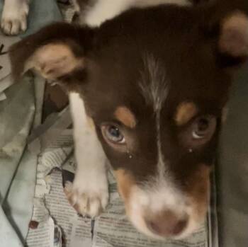 Cora -  Australian Shepherd Dog for Adoption in Parma, Ohio - Cora | PetCurious