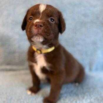 Tabio -  Chocolate Labrador Retriever and Mixed Breed Dog for Adoption in St. Peters, Missouri - Tabio | PetCurious