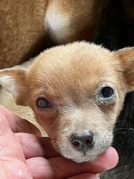 Rescue Chihuahua and Terrier Dogs for Adoption in Manchester, Tennessee - Bull | PetCurious