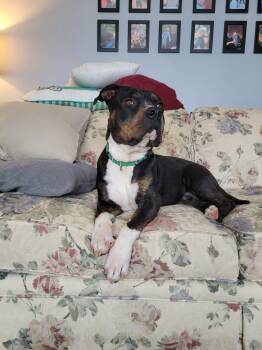 American Staffordshire Terrier Dogs Available for Adoption - Max | PetCurious