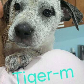 Australian Cattle Dog Blue Heeler and Mixed Breed Dogs Available for Adoption in Pinellas Park, Florida - Tiger | PetCurious