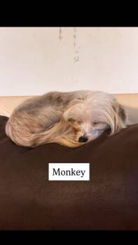 Rescue Chinese Crested Dog Dogs for Adoption in Dallas, Pennsylvania - MONKEY | PetCurious