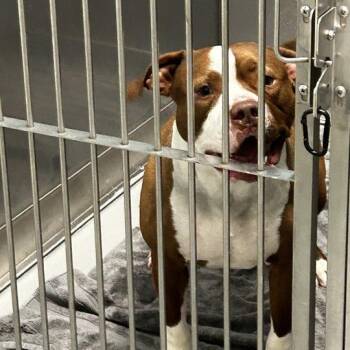 Mixed Breed Dogs Available for Adoption in Davenport, Iowa - Hercules | PetCurious