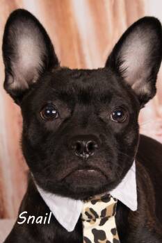 Rescue French Bulldog and Shepherd Dogs for Adoption in Gilbert, Arizona - Snail | PetCurious