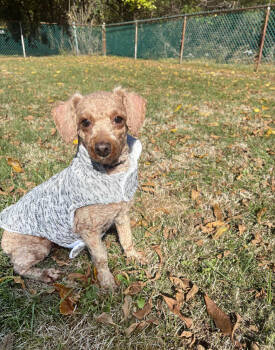 Rescue Poodle Dogs for Adoption in Alden, New York - Ginger | PetCurious