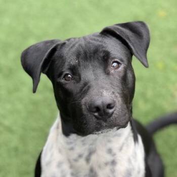 Pit Bull Terrier and American Staffordshire Terrier Dogs Available for Adoption - Numero Uno | PetCurious