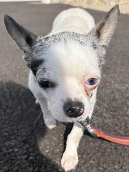 Chihuahua Dogs Available for Adoption - Timmy | PetCurious