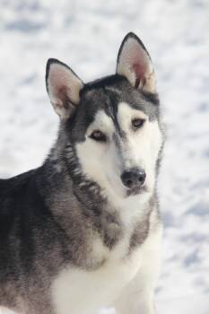Siberian Husky Dogs Available for Adoption - Luv | PetCurious