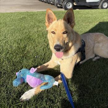 Belinda -  Shepherd Dog for Adoption in Fargo, North Dakota - Belinda | PetCurious