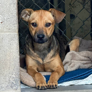 Rescue Australian Cattle Dog Blue Heeler and Shepherd Dogs for Adoption in Goleta, California - Carrot | PetCurious