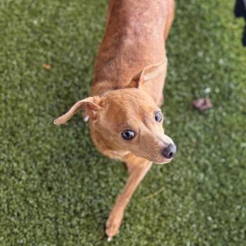 Dachshund Dogs Available for Adoption - Cindy | PetCurious