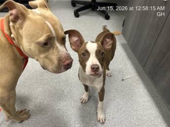 A384012 -  Pit Bull Terrier Dog for Adoption in Ocala, Florida - A384012 | PetCurious